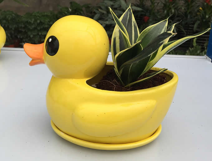 Ducky planter